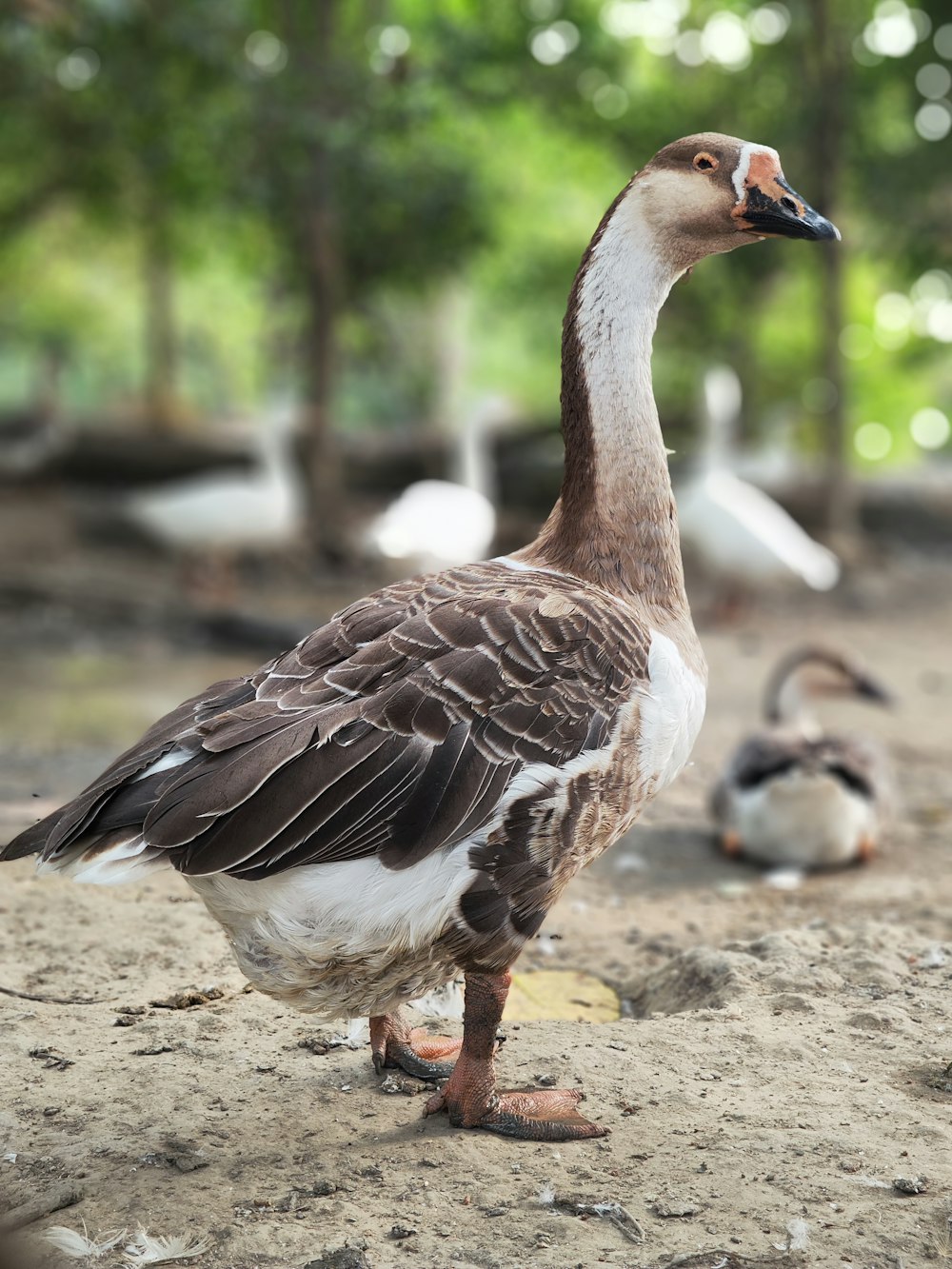 a duck standing on the ground next to other birds