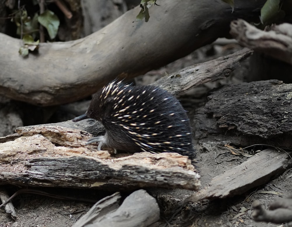 a porcupine is sitting on a pile of wood