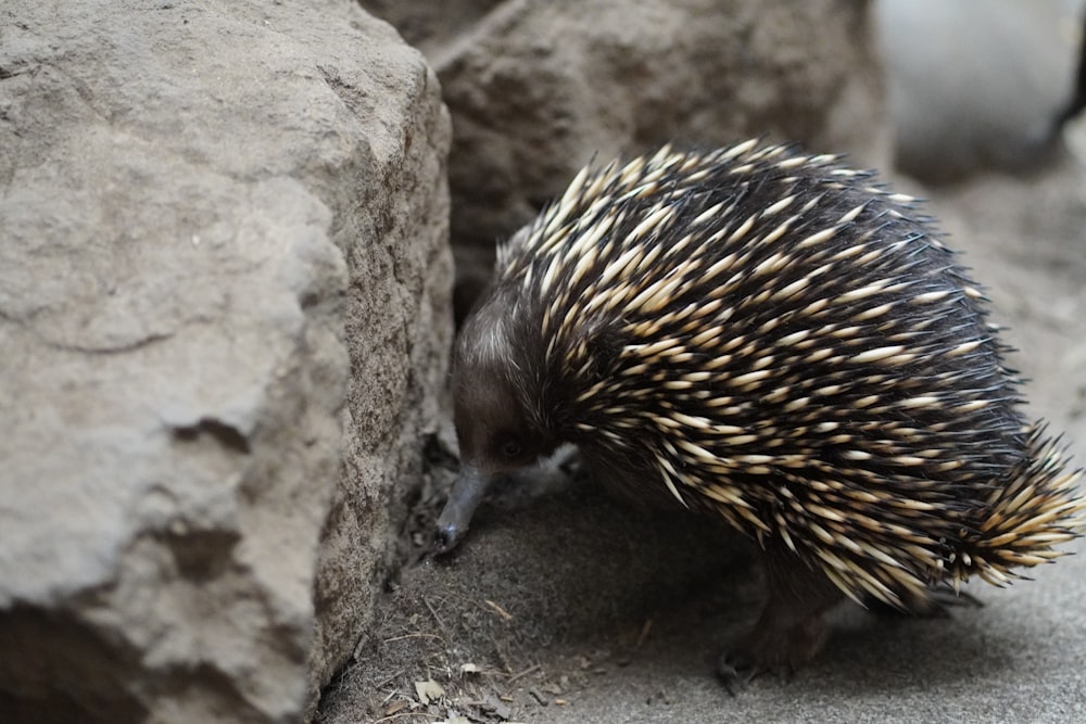 a small porcupine is standing next to a rock