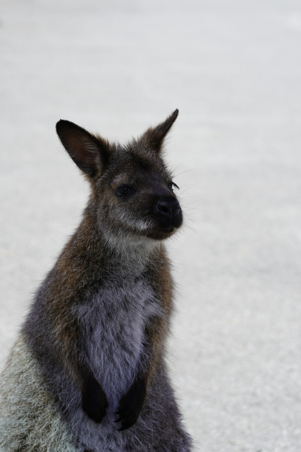um bebê canguru sentado em cima de uma rocha