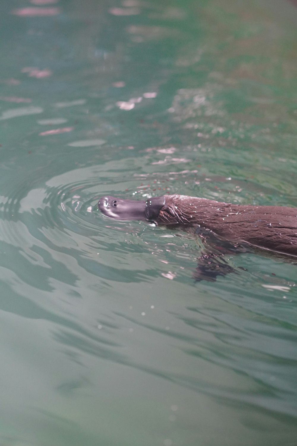 an animal swimming in a body of water