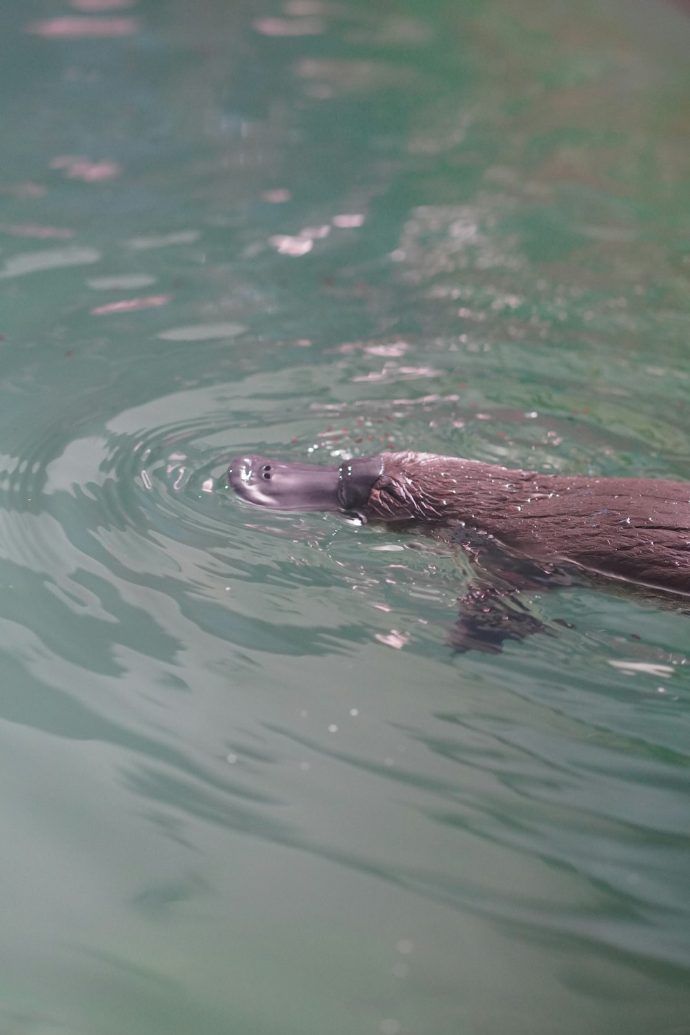 Un animal nadando en un cuerpo de agua