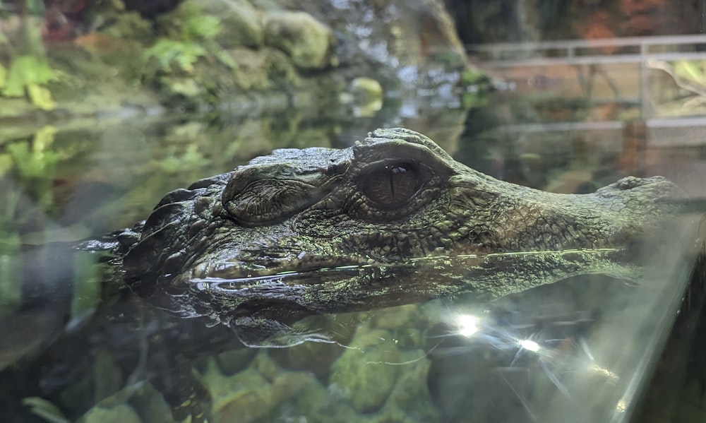 a close up of a large alligator in a tank