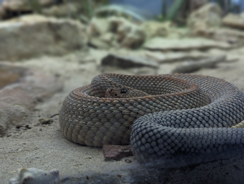 a close up of a snake on the ground
