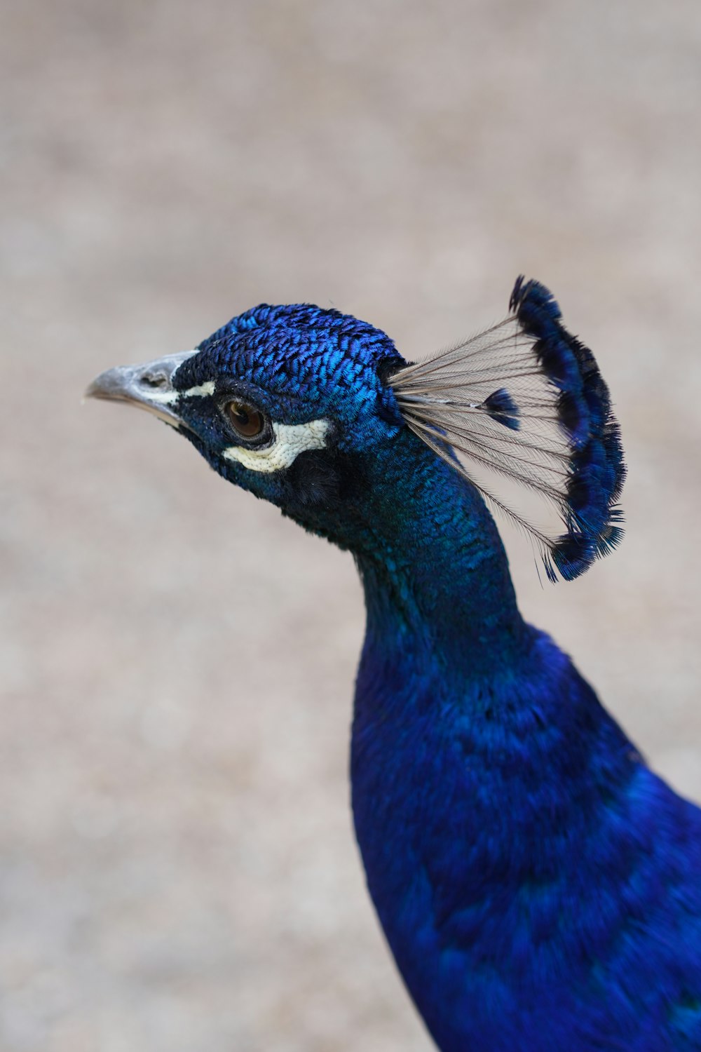a close up of a blue bird with a long tail