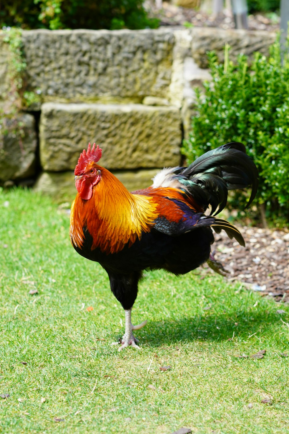 a rooster is standing in the grass