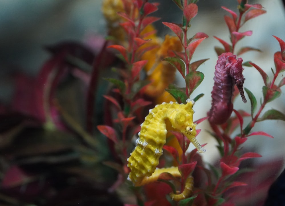 a close up of a plant with red and yellow flowers