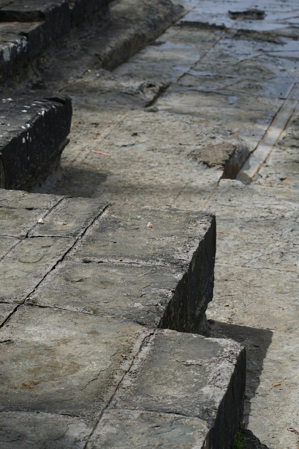 a black and white bird sitting on top of a cement slab