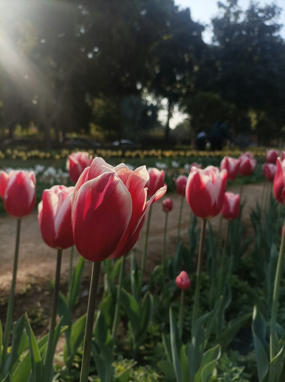 a field of red tulips with the sun shining on them