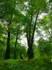 a lush green forest filled with lots of trees