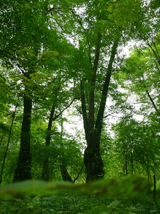 a lush green forest filled with lots of trees