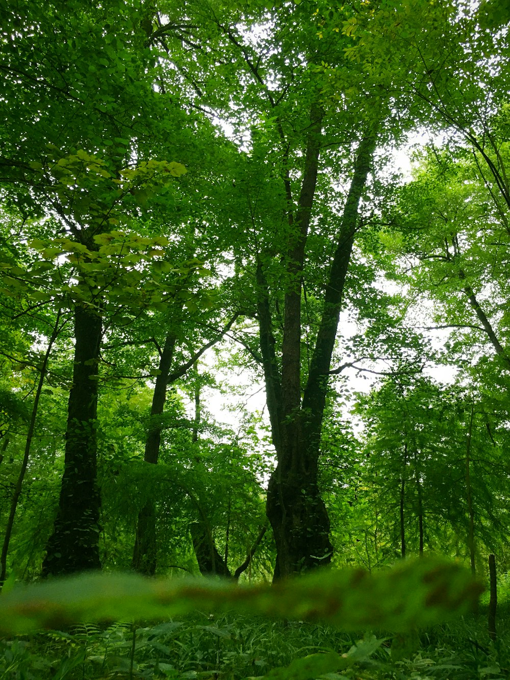 Un frondoso bosque verde lleno de muchos árboles