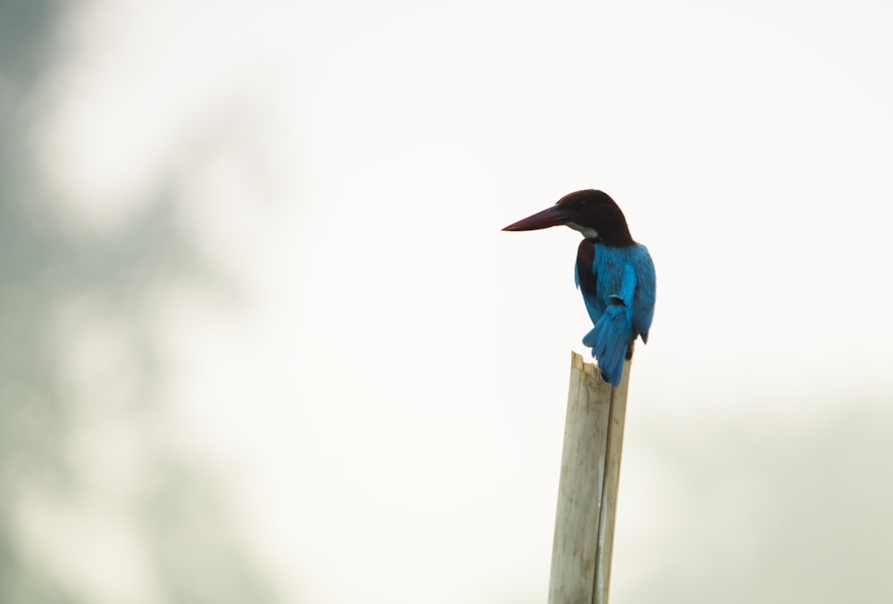 a blue bird sitting on top of a wooden pole