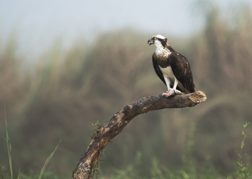 a bird perched on a branch in a field