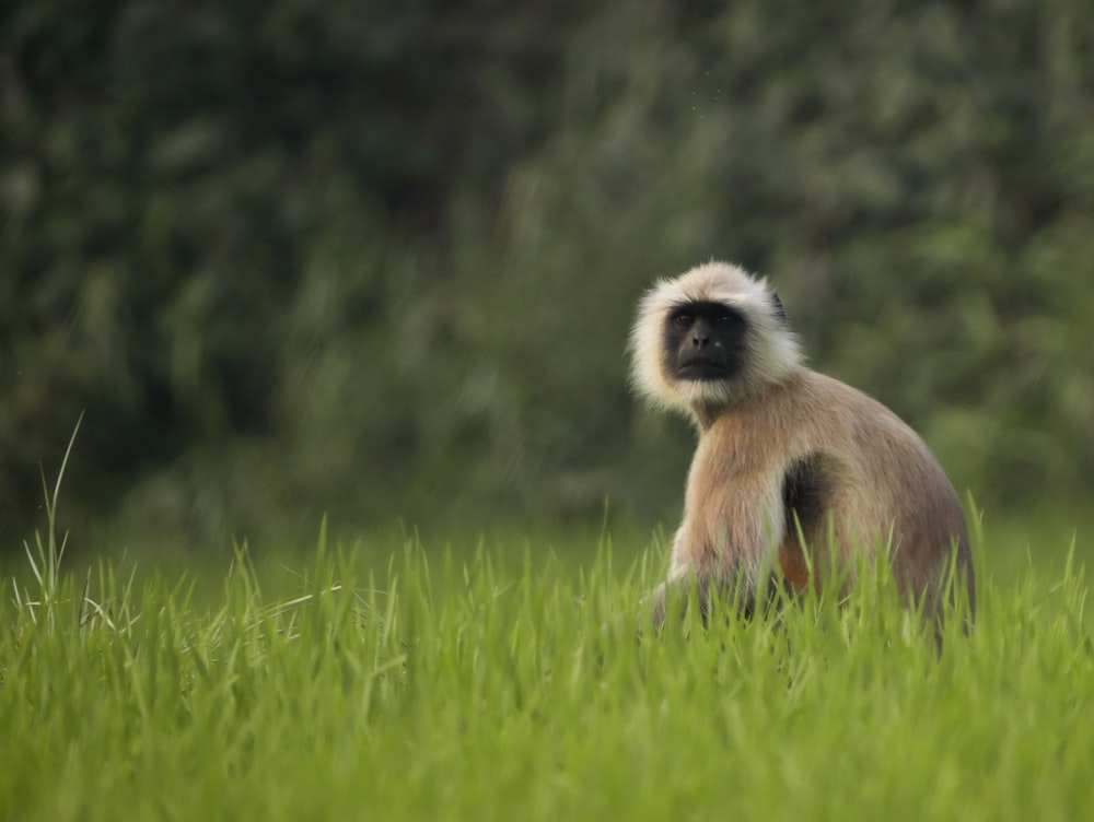 a monkey sitting in the middle of a lush green field