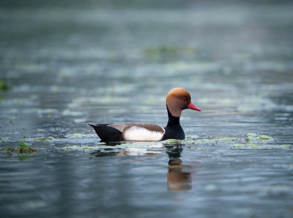 eine Ente, die auf einem Gewässer schwimmt