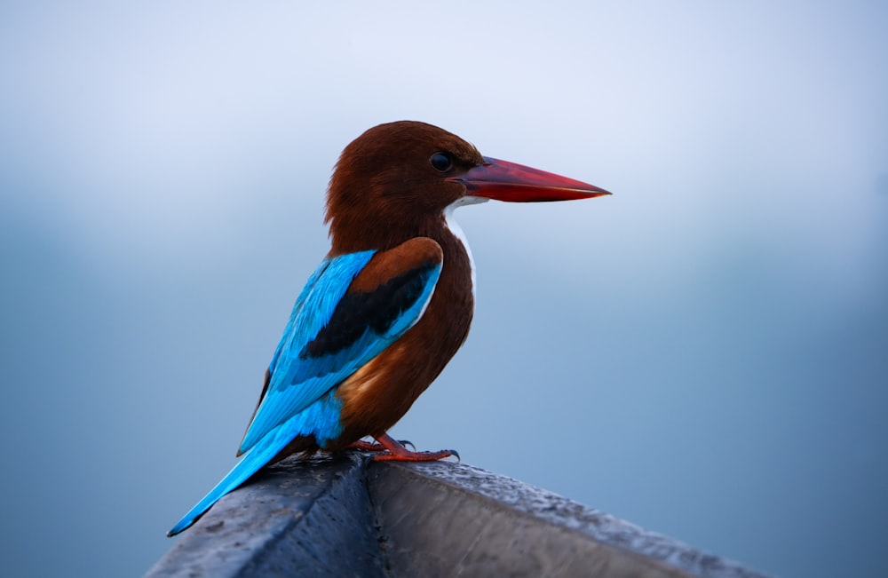 a colorful bird sitting on top of a wooden post