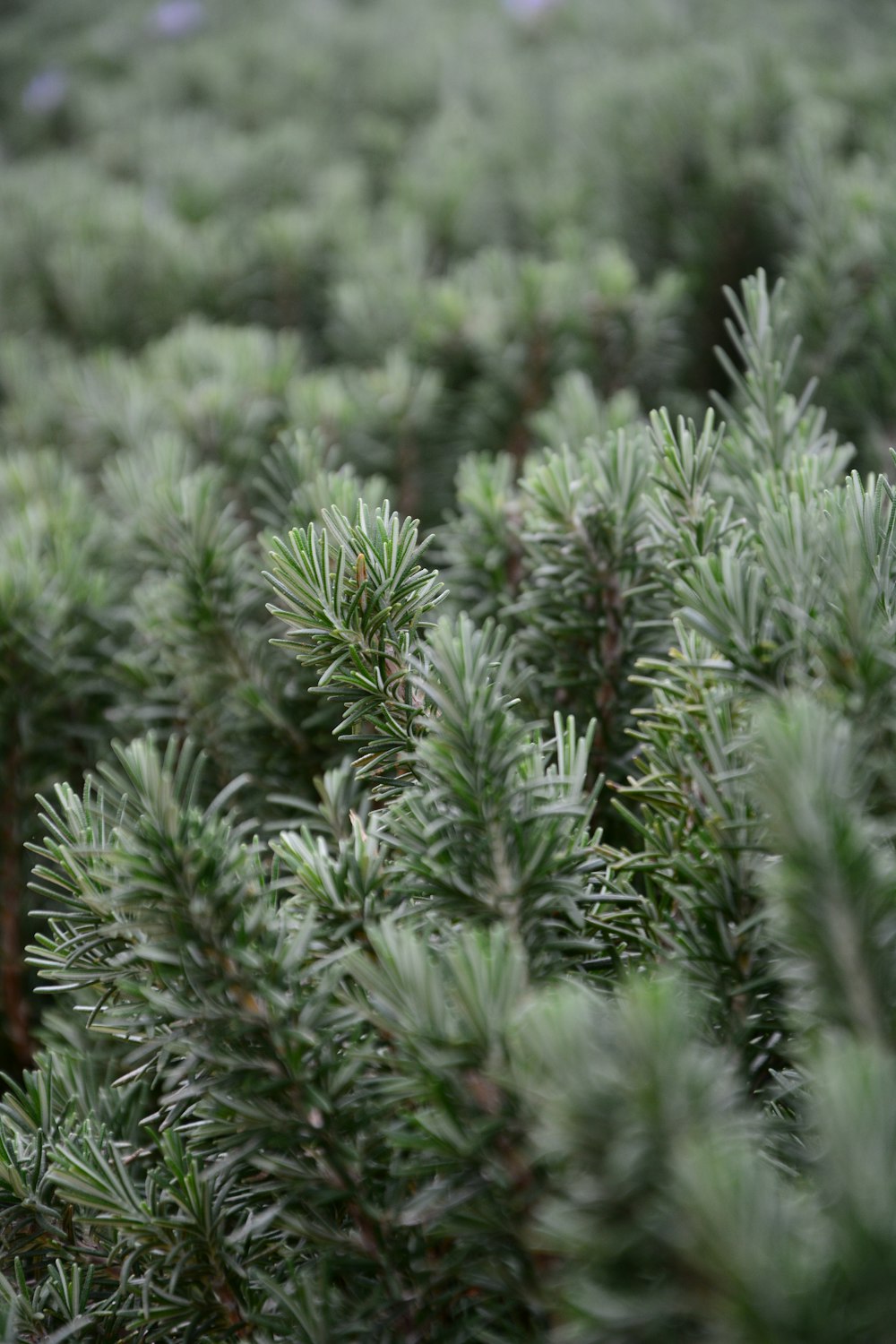 a close up of a bunch of pine trees