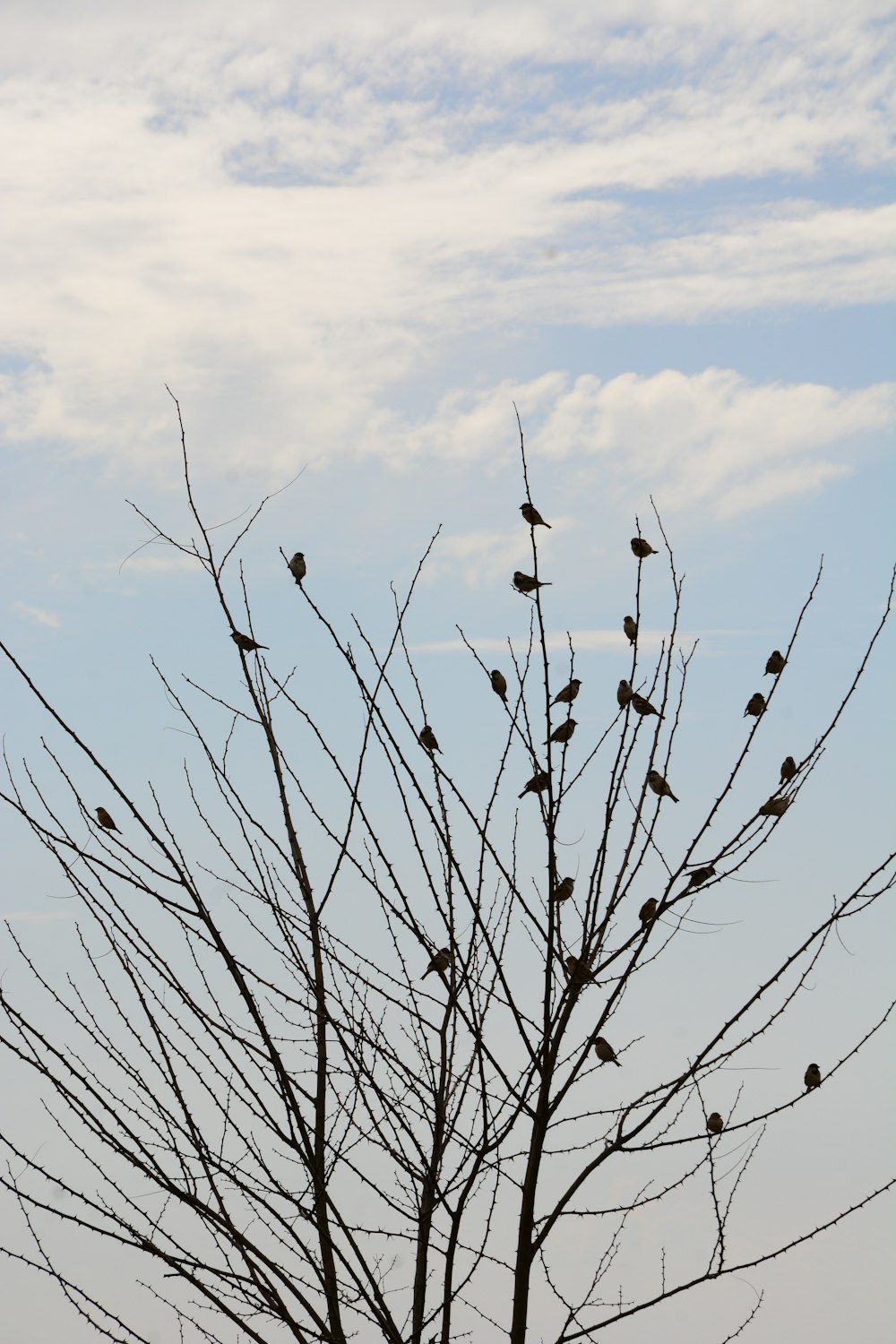 a flock of birds sitting on top of a tree