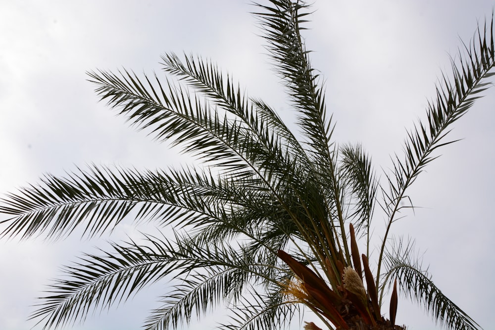 a palm tree is shown against a cloudy sky