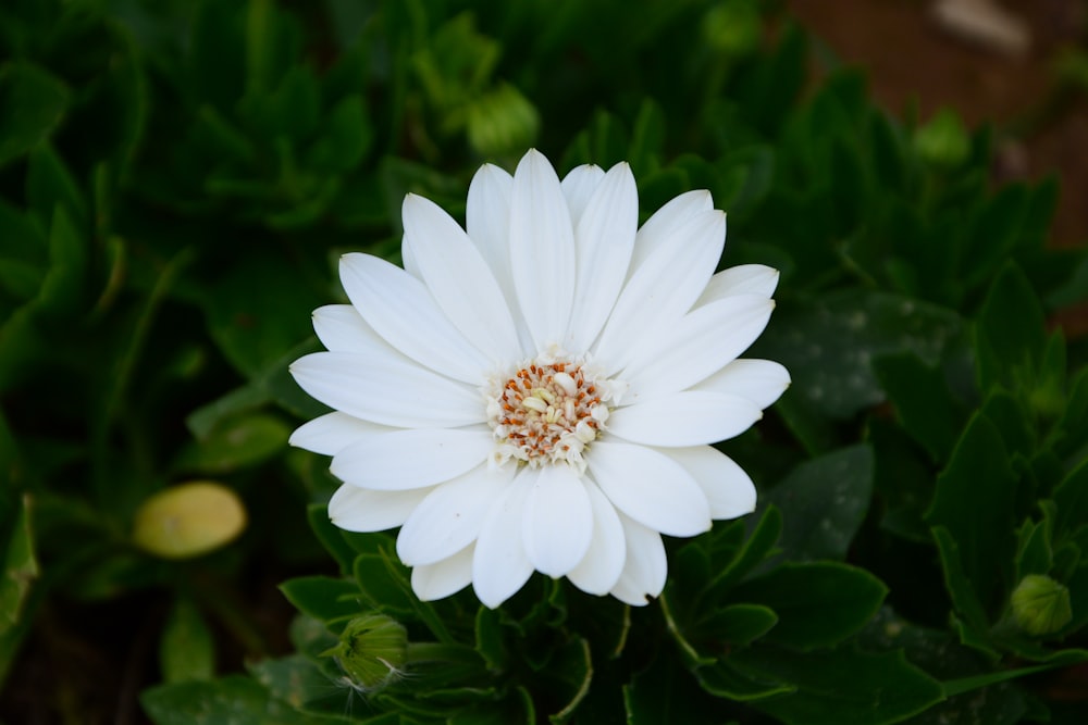 a white flower with a brown center surrounded by green leaves