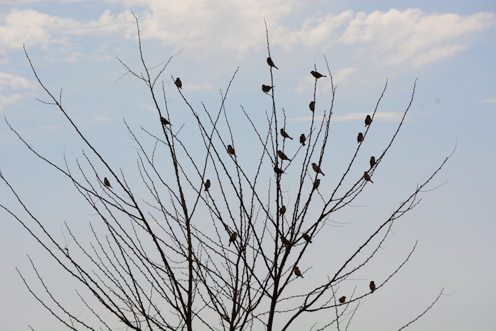 a flock of birds sitting on top of a tree