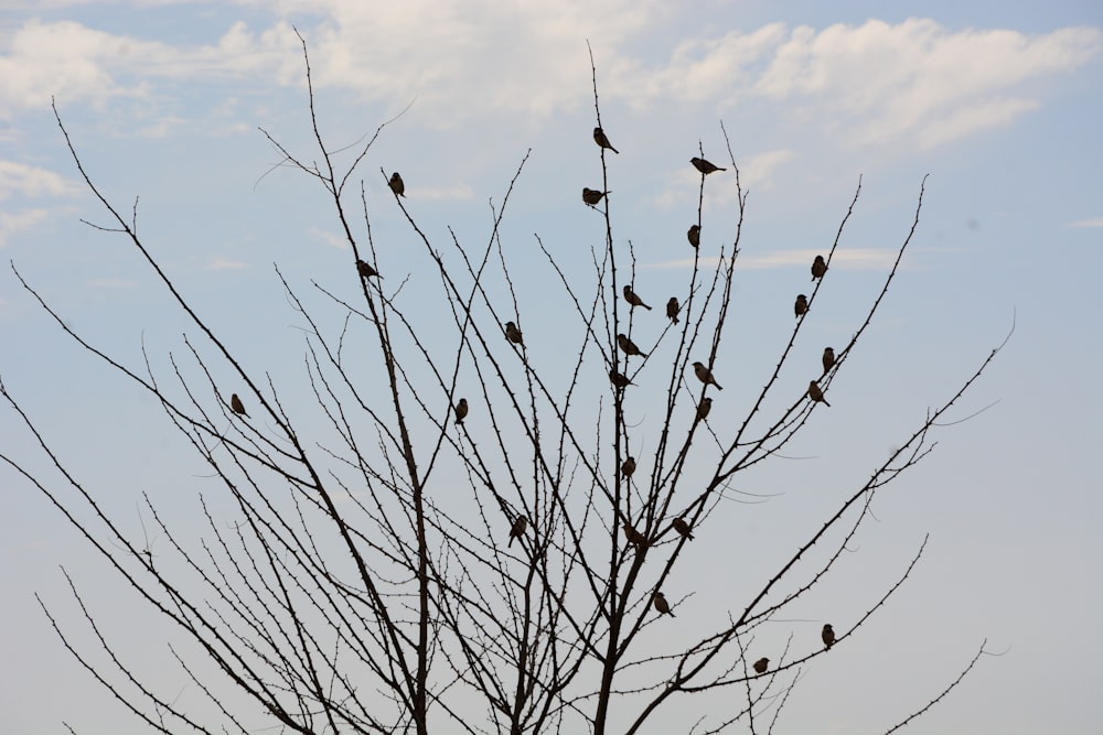 una bandada de pájaros sentados en lo alto de un árbol