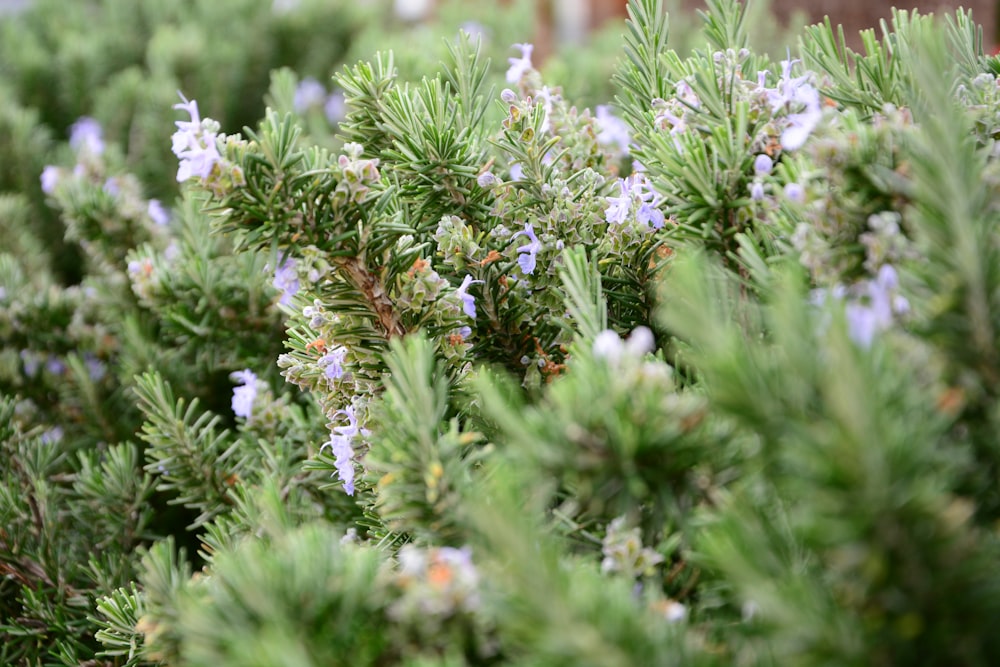 a close up of a bush with blue flowers