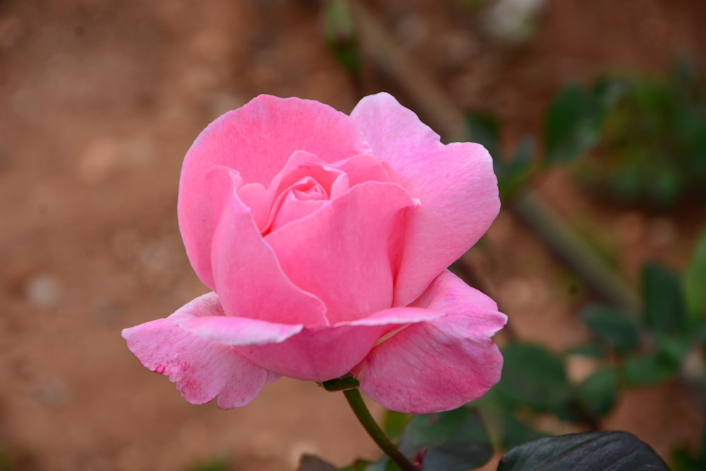 a pink rose is blooming in a garden