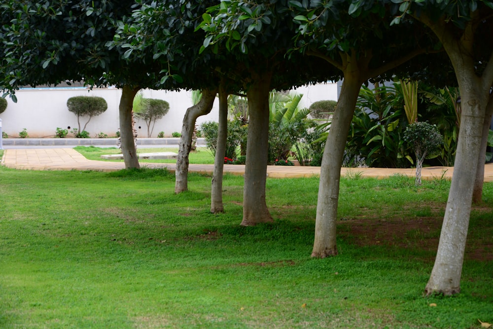 a group of trees that are in the grass