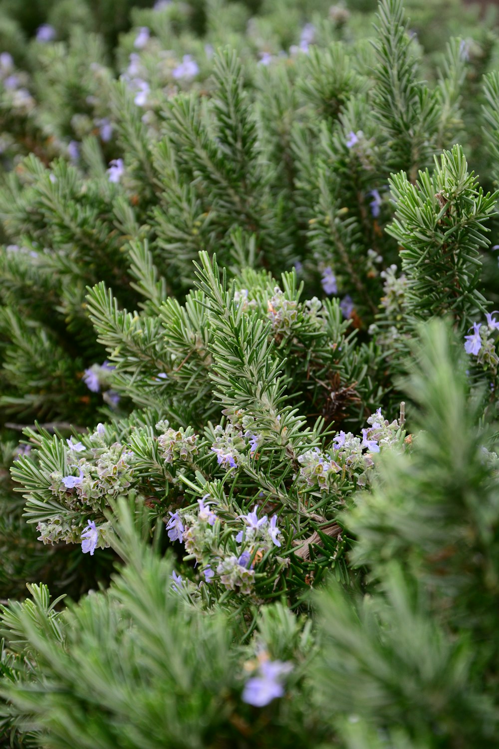 a close up of a plant with small blue flowers