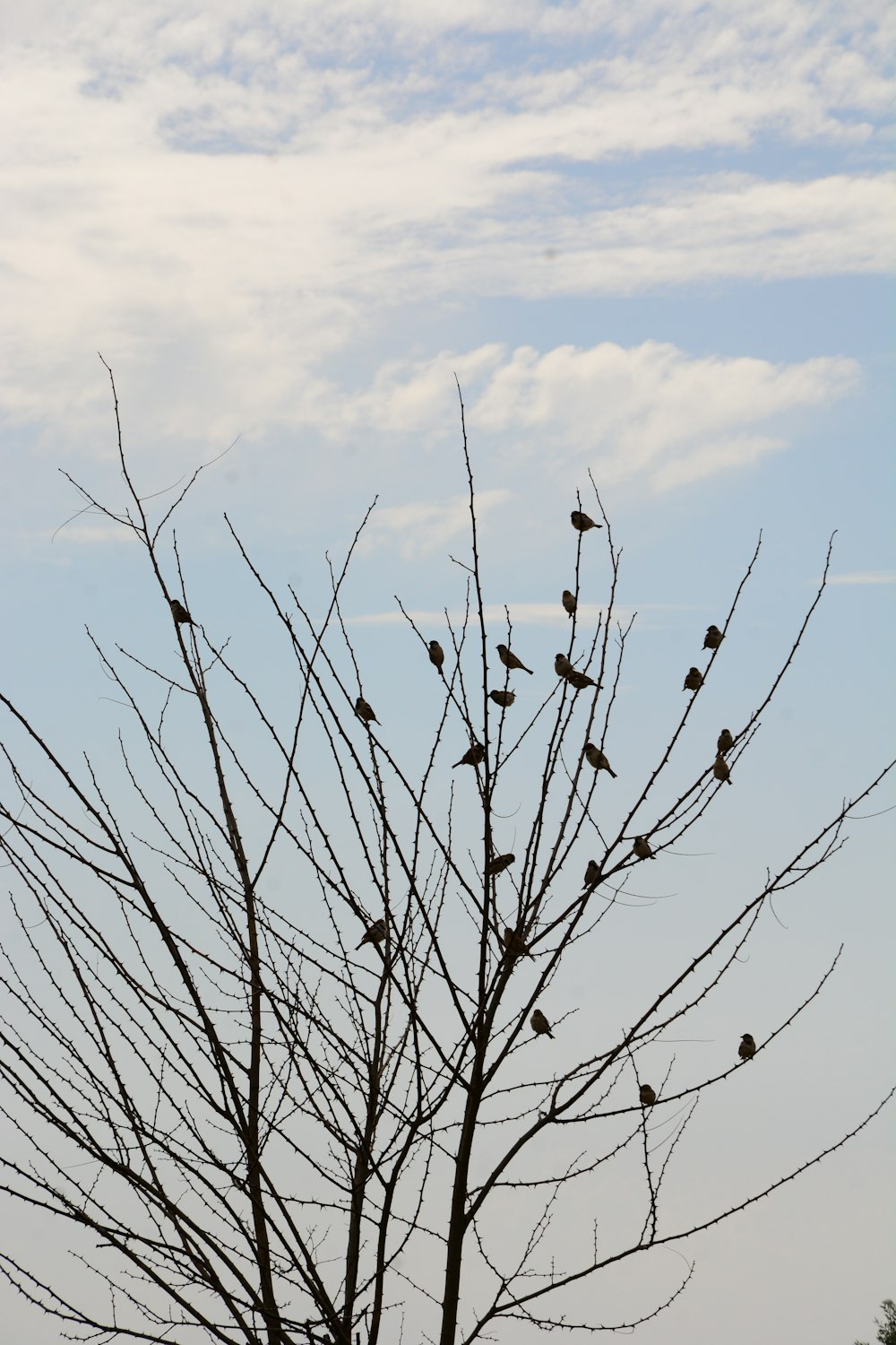 a flock of birds sitting on top of a tree