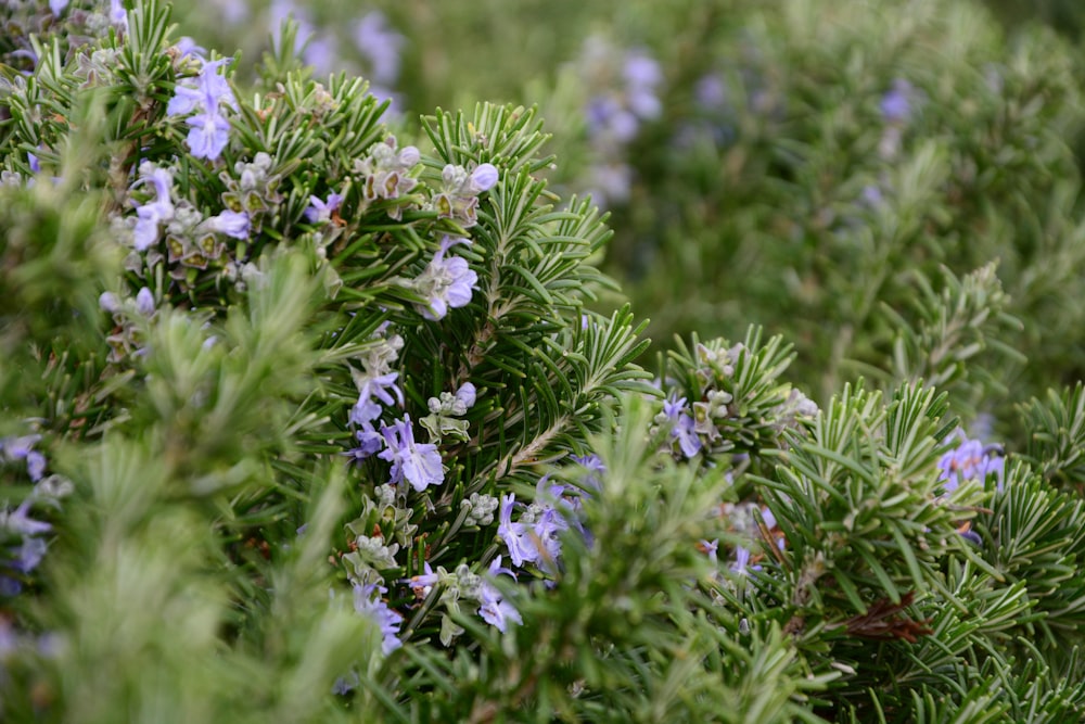 Un primer plano de un arbusto con flores azules