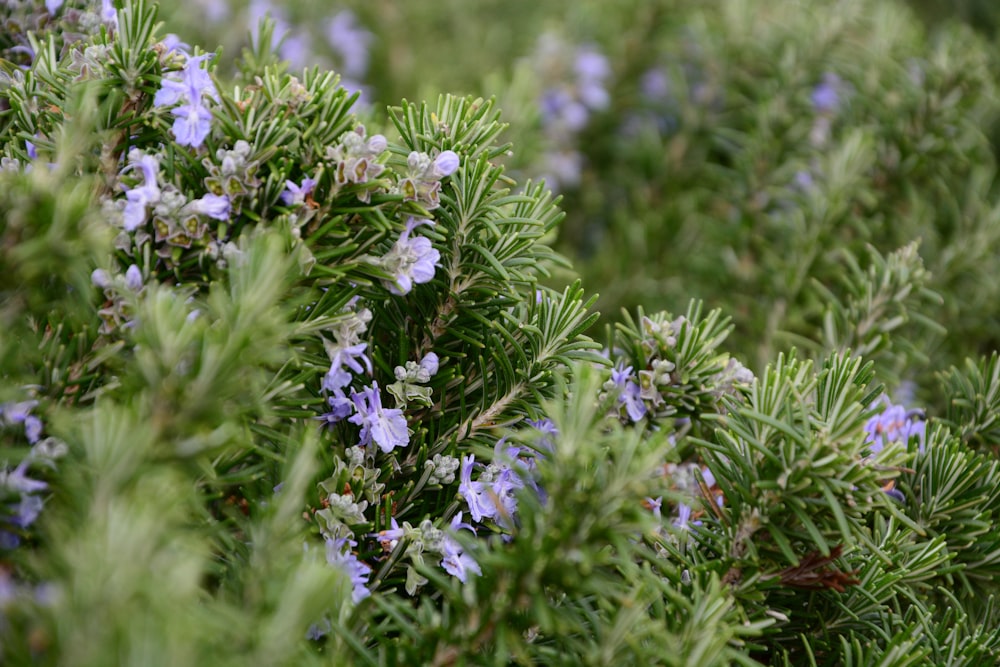 a close up of a bush with blue flowers