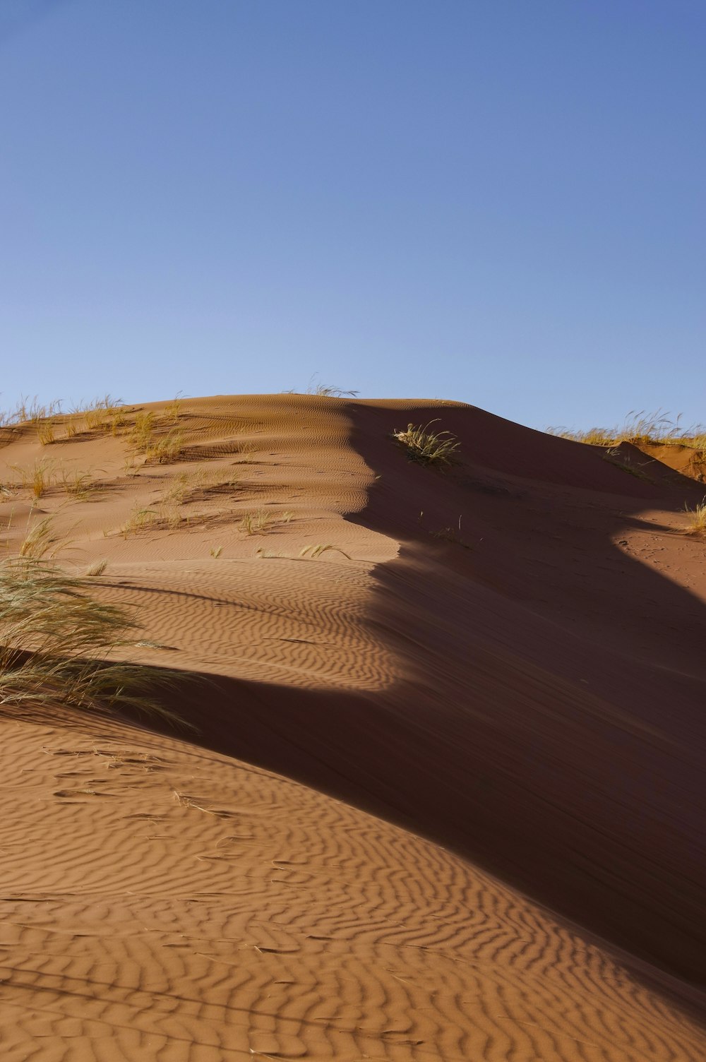 uma árvore solitária no meio de um deserto