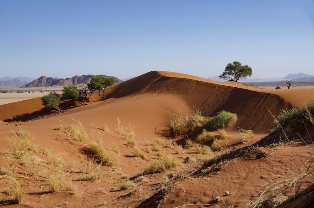 a desert landscape with a few trees in the middle of it