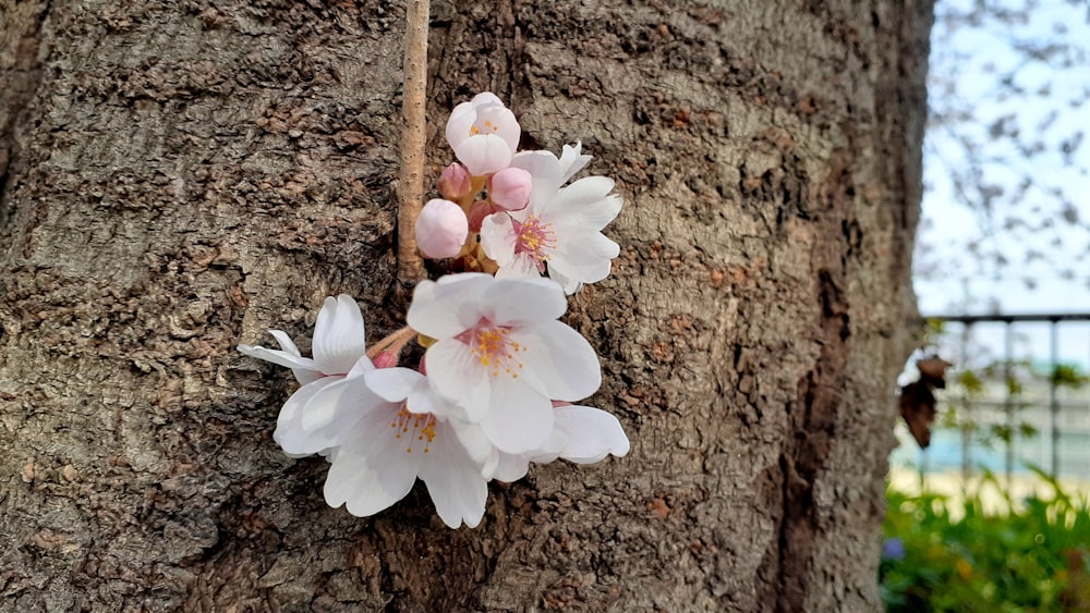 white flowers are growing on the bark of a tree