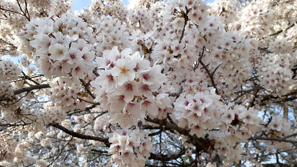 a tree with lots of white flowers on it