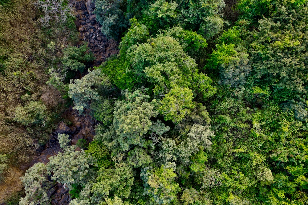 uma vista aérea de uma floresta verde exuberante