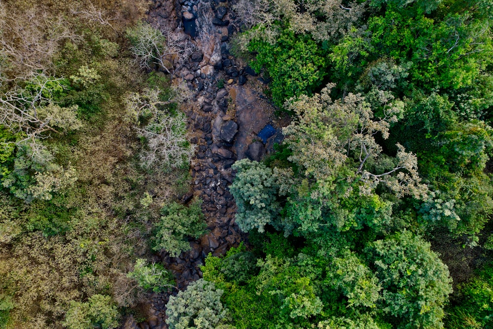 a river running through a lush green forest