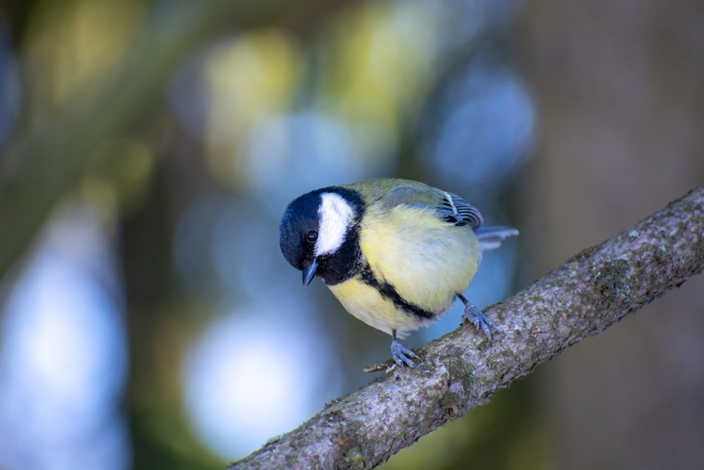 a small bird perched on a tree branch