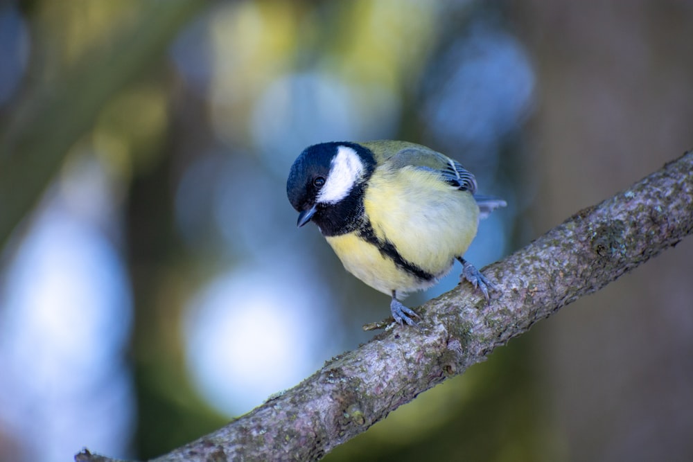 um pequeno pássaro empoleirado em um galho de árvore