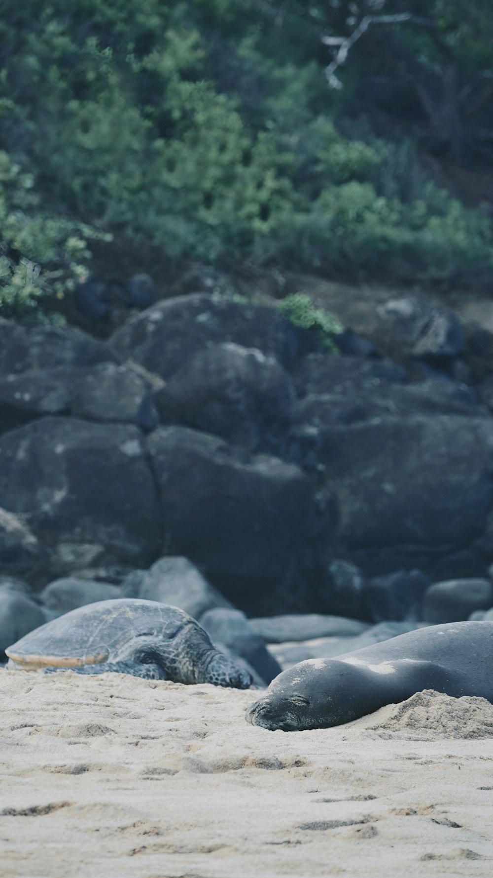 a couple of animals laying on top of a sandy beach