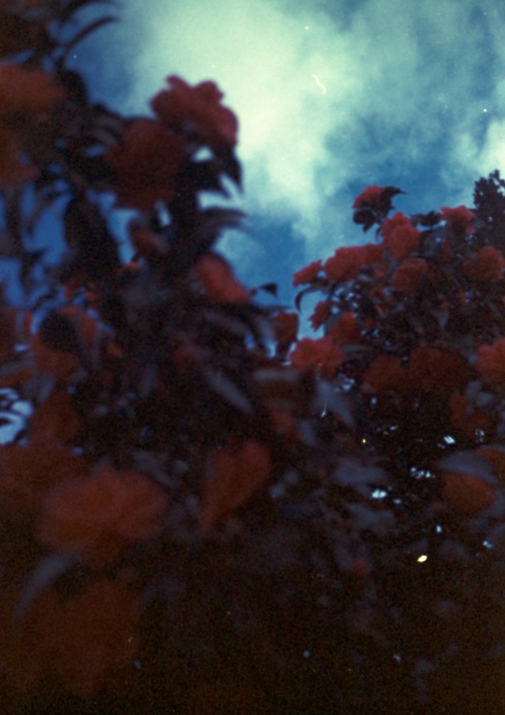 a tree with red flowers in front of a cloudy sky