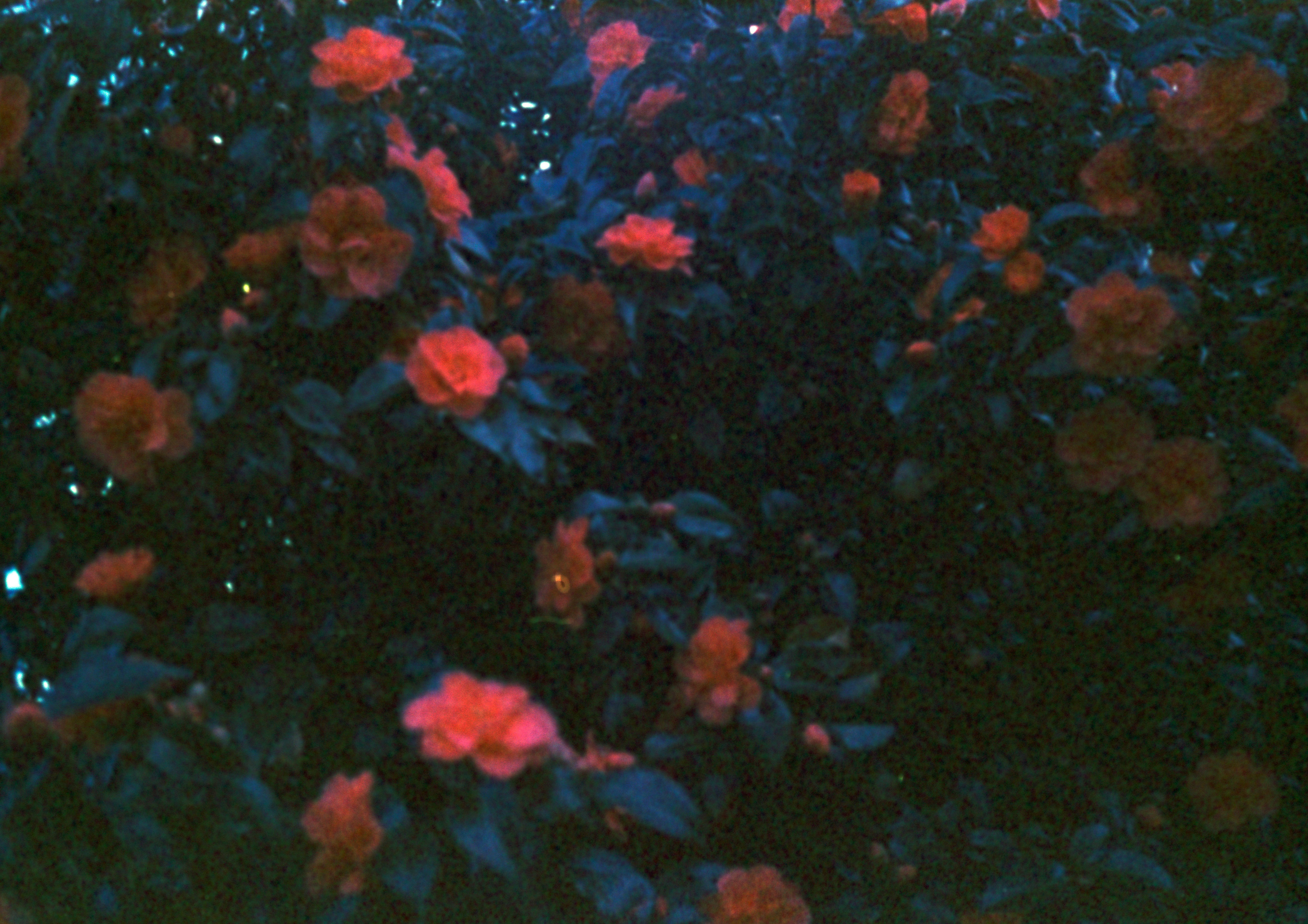 Photo by anniespratt