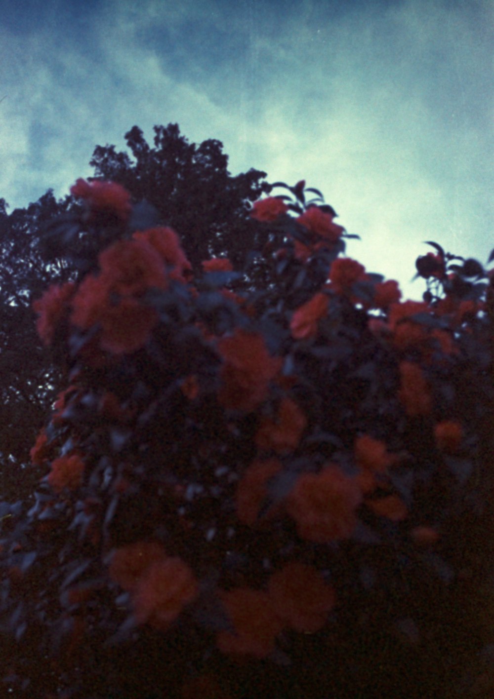 a tree with red flowers in the foreground and a blue sky in the background