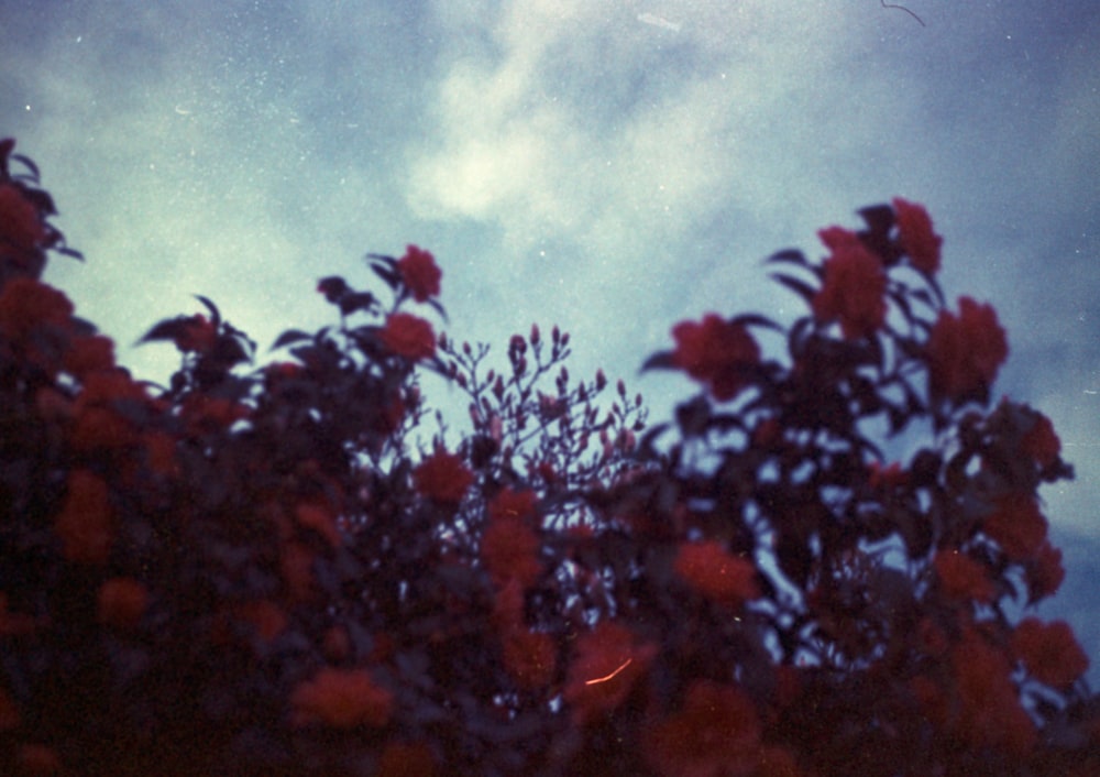a tree with red flowers in the foreground and a cloudy sky in the background