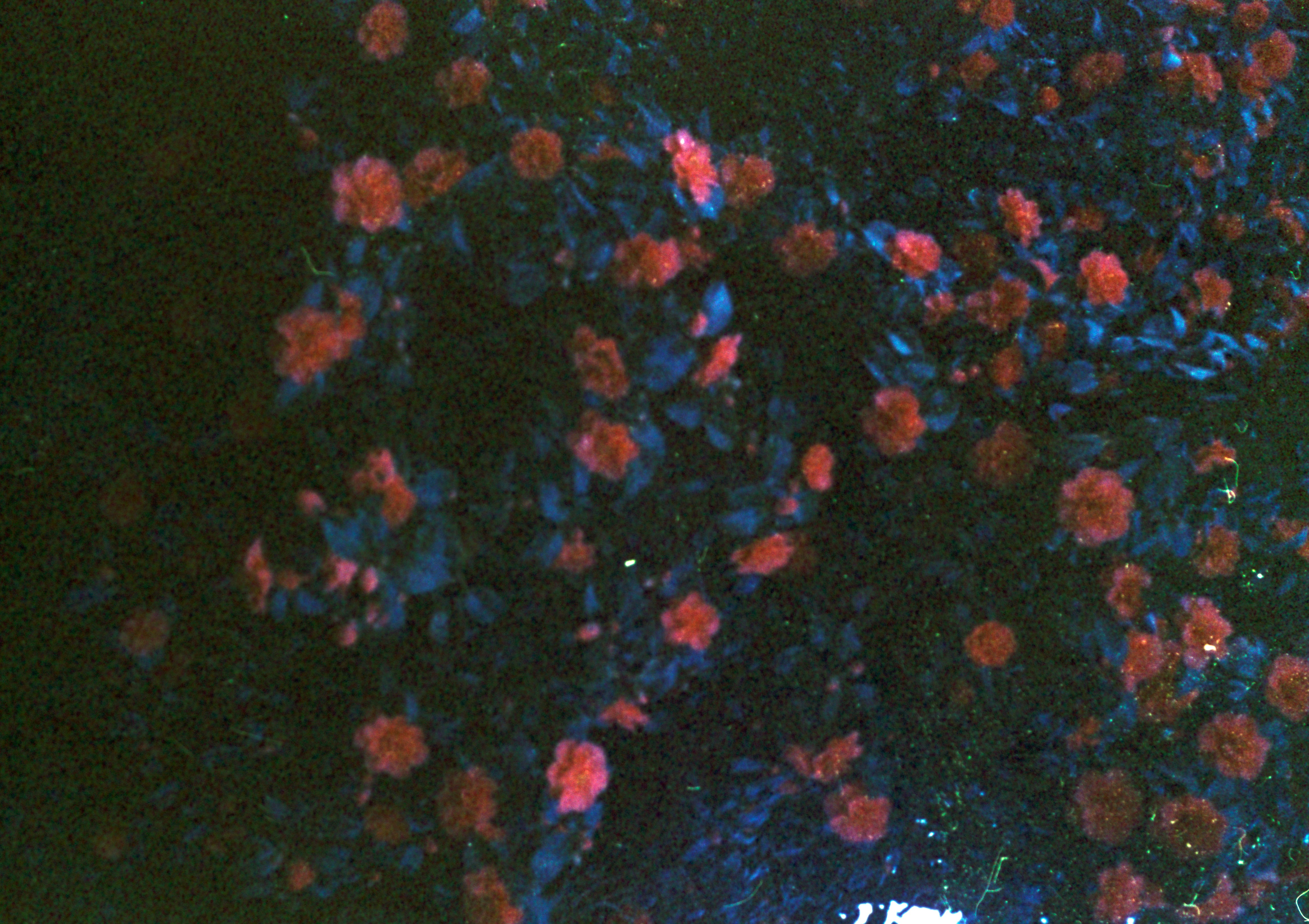 Day 36 of 366 film project (one roll of film every day for 2024) AGFA Optima 200 Professional (expired 1995)