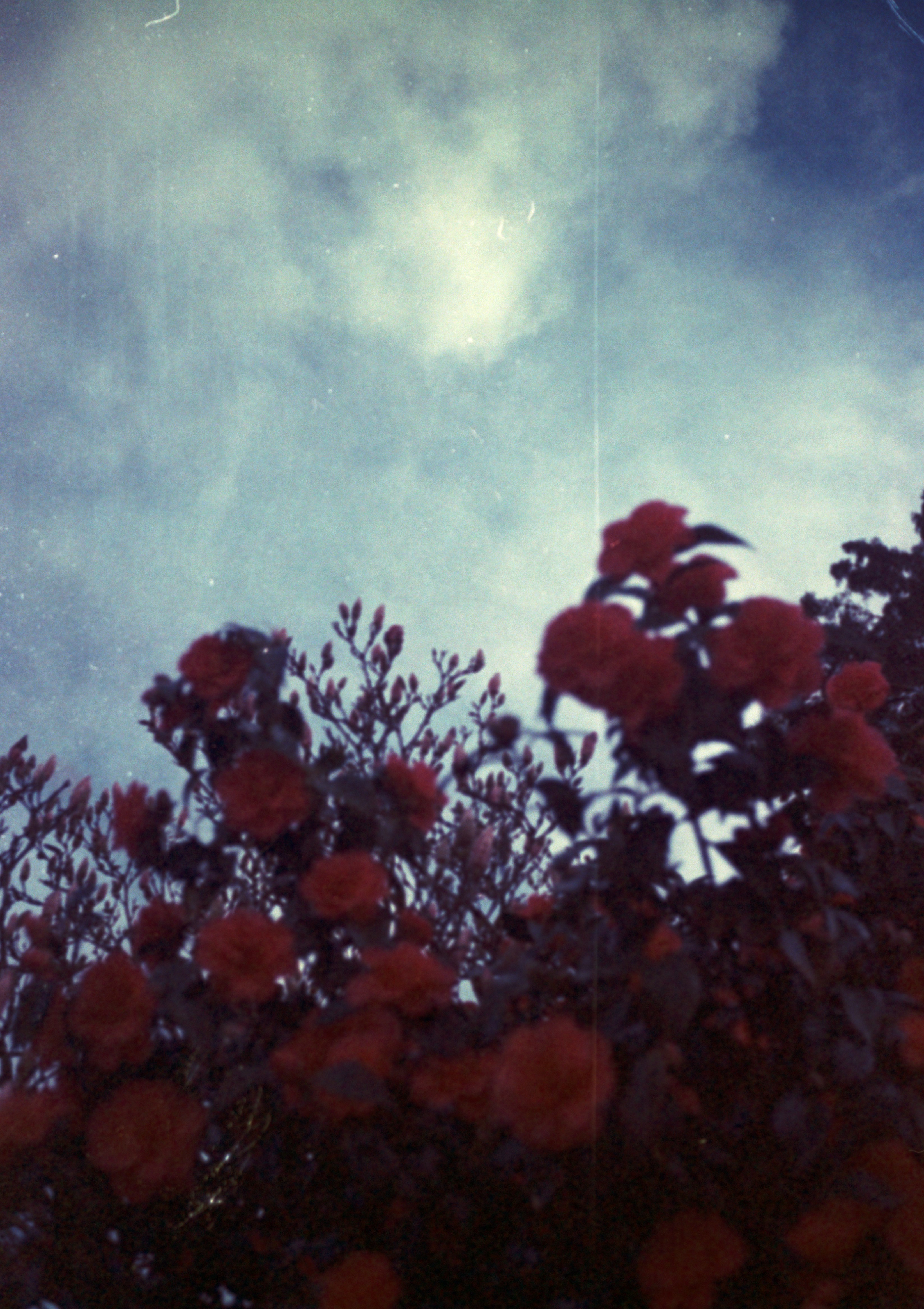 Photo by anniespratt