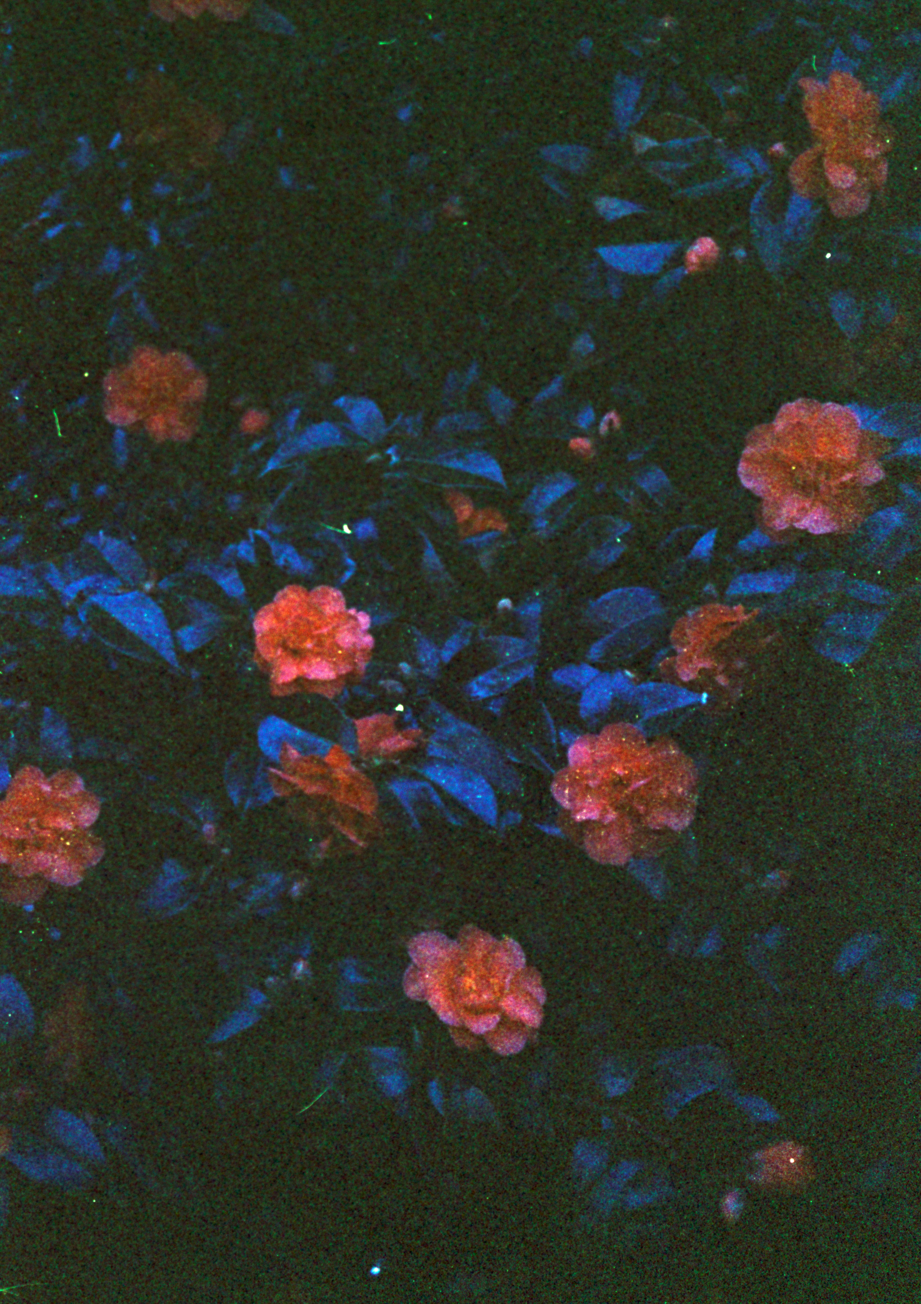 Photo by anniespratt